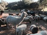 Willowbrook Farm Caravan Park - West Gingin: Even more animals