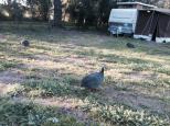 Willowbrook Farm Caravan Park - West Gingin: Guinea fowl wandering around