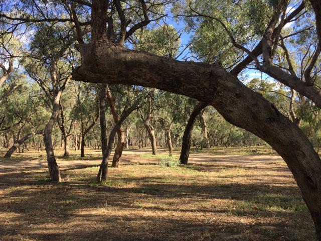 Betha Bend Campground - Wharparilla: Nice trees and natural bushland.