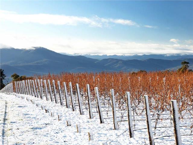 Valley View Caravan Park - Whitfield: King Valley Vineyards in the Snow