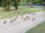 Island Gateway Holiday Park - Airlie Beach: Ducks all over the place