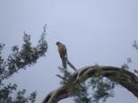 Tidal River - Wilsons Promontory National Park: Pallid Cuckoo..Wilsons Prom
