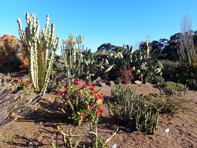 Corrimal Beach Tourist Park - Corrimal Beach: Cactus section at Botanic gardens