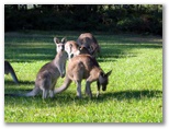 Woolgoolga RSL Golf Course - Safety Beach: Kangaroos are everywhere on the Woolgoolga Golf Course