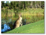 Woolgoolga RSL Golf Course - Safety Beach: Kangaroo near the green on Hole 5