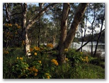 Lakeside Caravan Park 2004 - Woolgoolga: Trees beside Hearns Lake