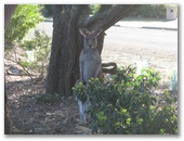 Bushy Tail Caravan Park - Wrights Beach: Kangaroos are plentiful
