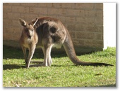 Bushy Tail Caravan Park - Wrights Beach: Kangaroo within the park