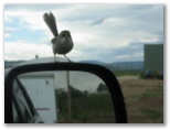Wuk Wuk Ripplewood Caravan Park - Wuk Wuk: Friendly bird on my rear vision mirror at Wuk Wuk.
