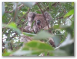 BIG4 Wye River Tourist Park - Wye River: Koala in the tree