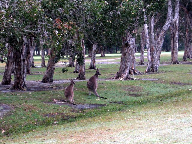 Yamba Golf Course - Yamba: Lots of kangaroos live on the Yamba Golf Course.