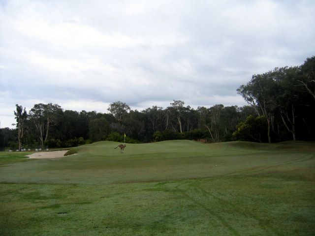 Yamba Golf Course - Yamba: Kangaroo on the 17th green.
