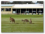 Yamba Golf Course - Yamba: Kangaroos near the 18th tee.  I had to hit over them.