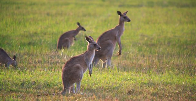Yamba Waters Holiday Park - Yamba: Kangaroos near the park