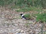 Mamanga Campground - Yanga National Park: Pied butcher bird,lovely mournful song