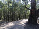 Forges Beach No 1 - Yarrawonga: You will encounter this tight bend on your way to the campsite. Move over to the left to clear the tree.