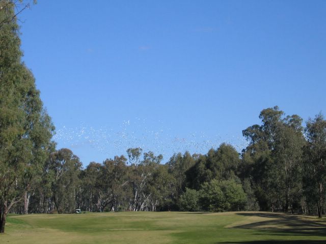 Yarrawonga & Border Golf Club - Mulwala: Thousands of white cockatoos above the green on Hole 6
