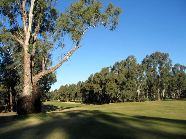 Yarrawonga & Border Golf Club - Mulwala: Fairway view Hole 16 - magnificent trees line the fairway