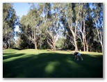 Yarrawonga & Border Golf Club - Mulwala: Green on Hole 14