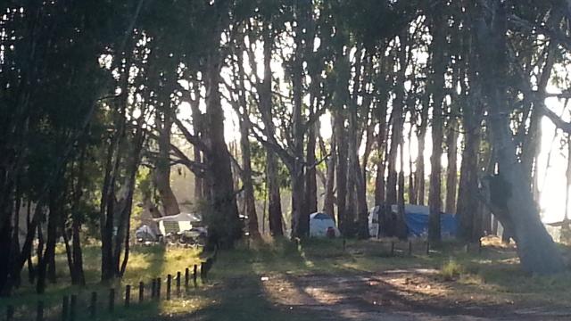 Green Bank - Yarrawonga: Shady sites for caravans.
