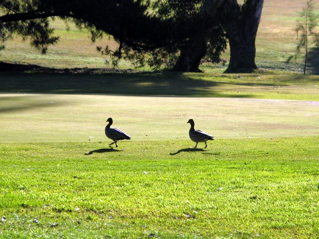 Yass Golf Course - Yass: Ducks run for cover