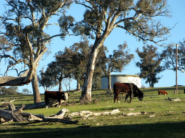 Yass Golf Course - Yass: Cattle in adjacent paddock.