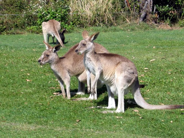 Yeppoon Golf Course - Yeppoon: Kangaroos beside Hole 15