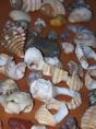 Pebbly Beach Camping Area - Yuraygir National Park: Shells galore